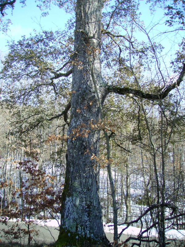 Quercus x crenata = Q. x hispanica = Q. lucombeana